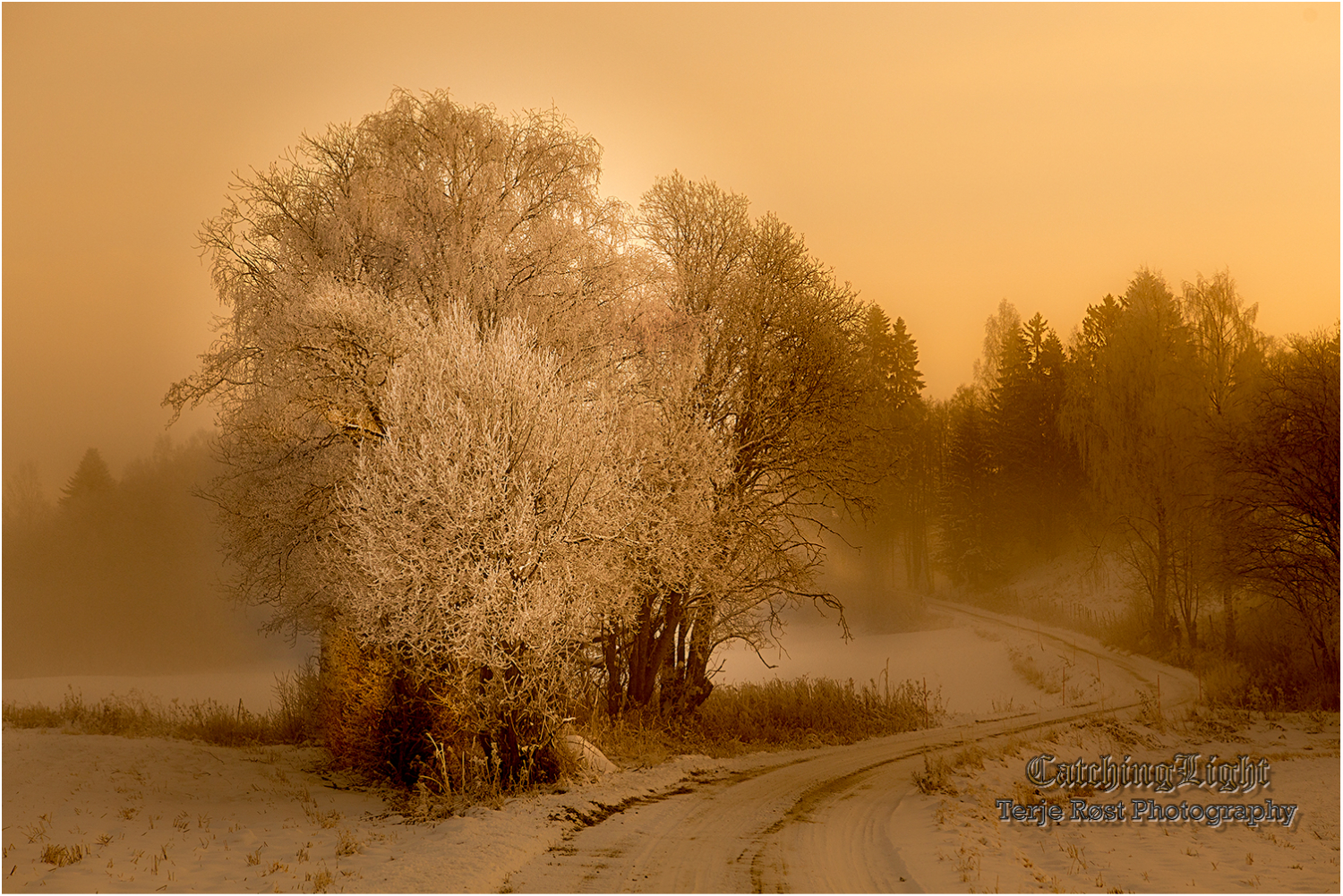 Morning Fog